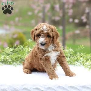 Carter, Mini Goldendoodle Puppy